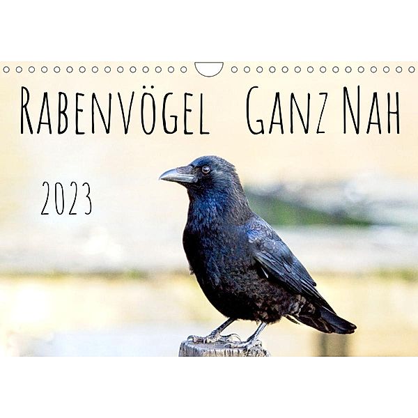 Rabenvögel - ganz nah (Wandkalender 2023 DIN A4 quer), Kathrin Voss