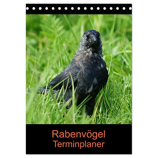 Rabenvögel Terminplaner (Tischkalender 2024 DIN A5 hoch), CALVENDO Monatskalender, Kattobello