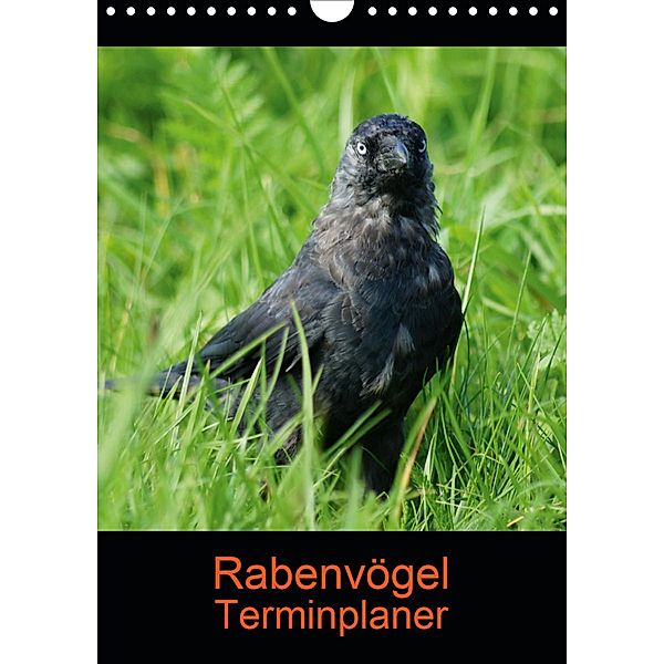 Rabenvögel Terminplaner (Wandkalender 2021 DIN A4 hoch), Kattobello