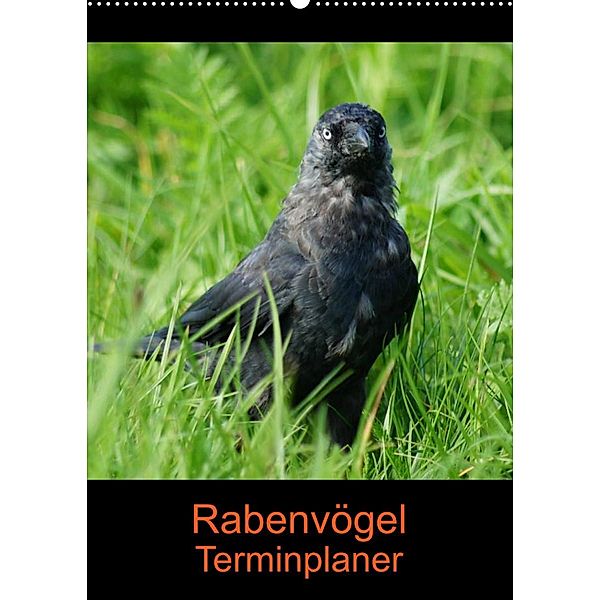 Rabenvögel Terminplaner (Wandkalender 2023 DIN A2 hoch), Kattobello