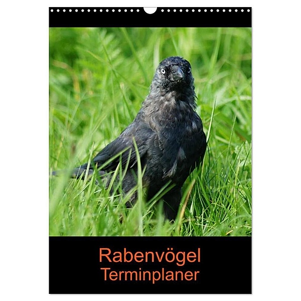 Rabenvögel Terminplaner (Wandkalender 2024 DIN A3 hoch), CALVENDO Monatskalender, Kattobello