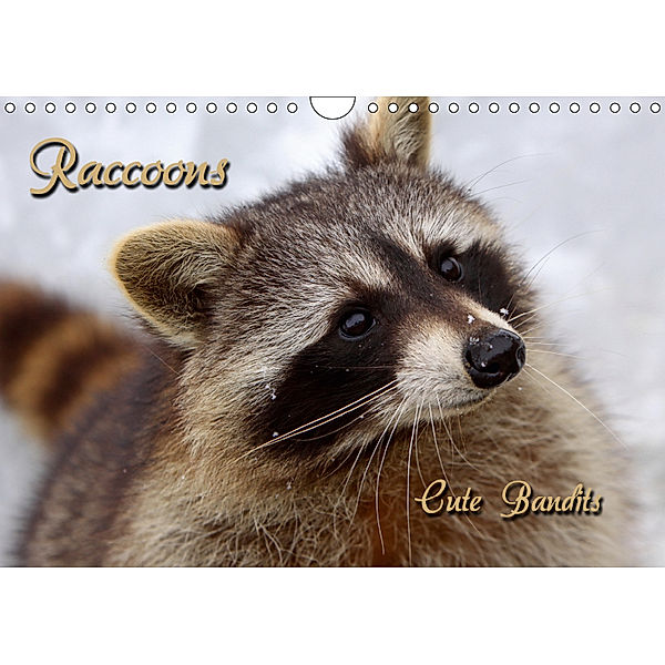 Raccoons / UK-Version (Wall Calendar 2019 DIN A4 Landscape), Martina Berg