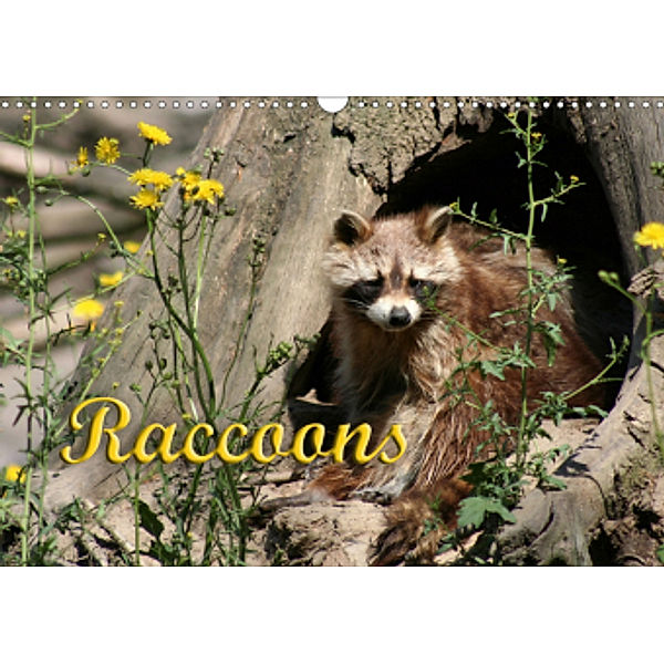 Raccoons / UK-Version (Wall Calendar 2021 DIN A3 Landscape), Antje Lindert-Rottke