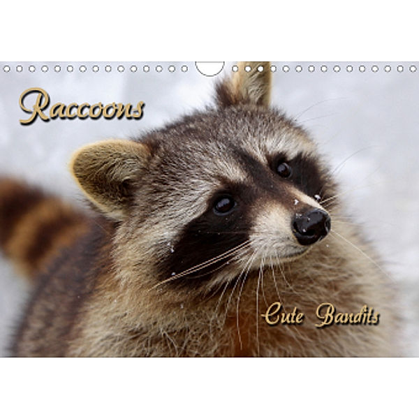 Raccoons / UK-Version (Wall Calendar 2021 DIN A4 Landscape), Martina Berg