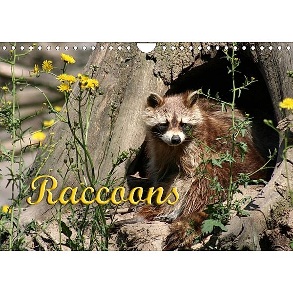 Raccoons / UK-Version (Wall Calendar 2023 DIN A4 Landscape), Antje Lindert-Rottke