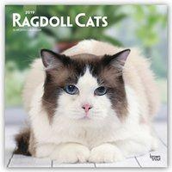 Ragdoll Cats 2019 Square Wall Calendar