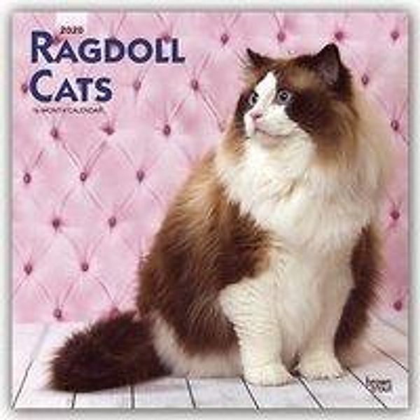 Ragdoll Cats 2020 - 16-Monatskalender, BrownTrout Publisher