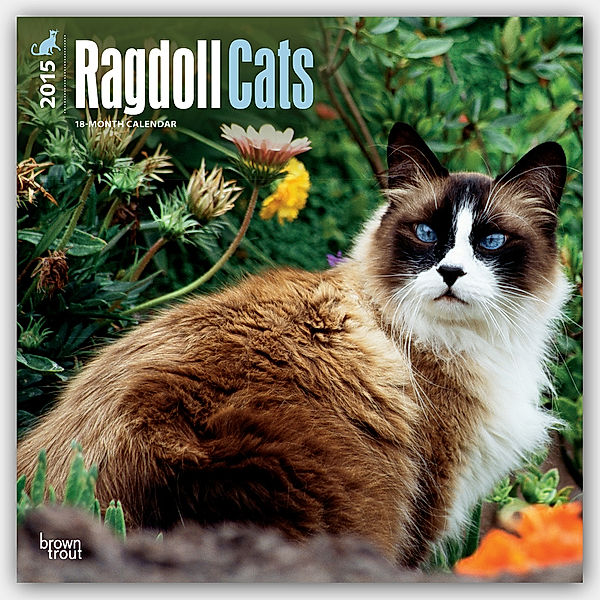 Ragdoll Cats Calendar