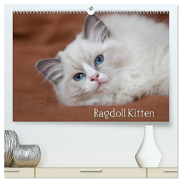 Ragdoll Kitten (hochwertiger Premium Wandkalender 2024 DIN A2 quer), Kunstdruck in Hochglanz, Fotodesign Verena Scholze