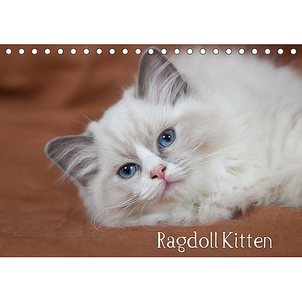 Ragdoll Kitten (Tischkalender 2019 DIN A5 quer), Verena Scholze