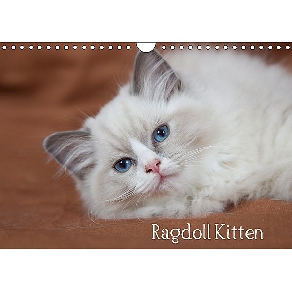 Ragdoll Kitten (Wandkalender 2018 DIN A4 quer), Verena Scholze