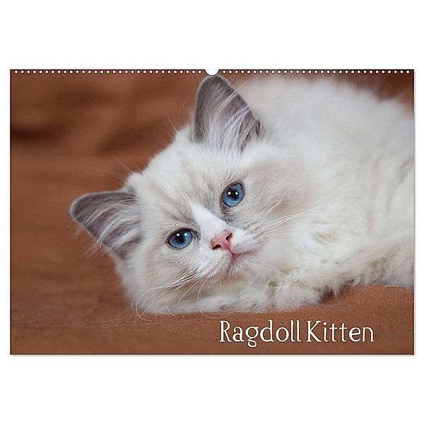 Ragdoll Kitten (Wandkalender 2024 DIN A2 quer), CALVENDO Monatskalender, Fotodesign Verena Scholze