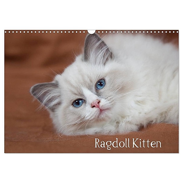 Ragdoll Kitten (Wandkalender 2024 DIN A3 quer), CALVENDO Monatskalender, Fotodesign Verena Scholze