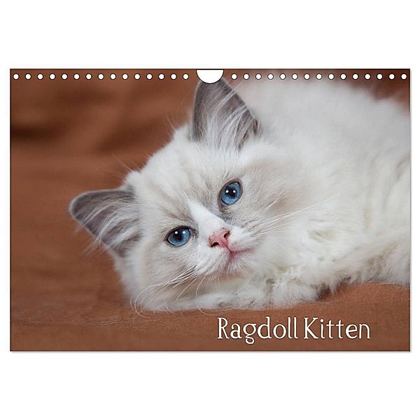 Ragdoll Kitten (Wandkalender 2024 DIN A4 quer), CALVENDO Monatskalender, Fotodesign Verena Scholze