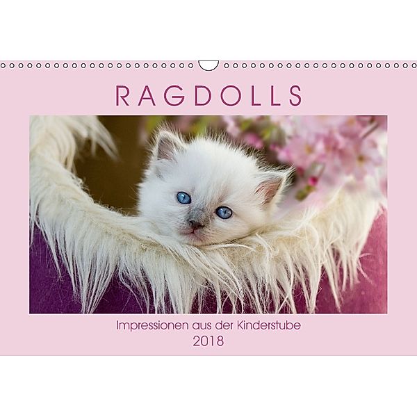 RAGDOLLS Impressionen aus der Kinderstube (Wandkalender 2018 DIN A3 quer), Marion Reiß-Seibert