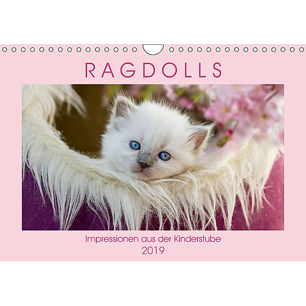 RAGDOLLS Impressionen aus der Kinderstube (Wandkalender 2019 DIN A4 quer), Marion Reiß-Seibert