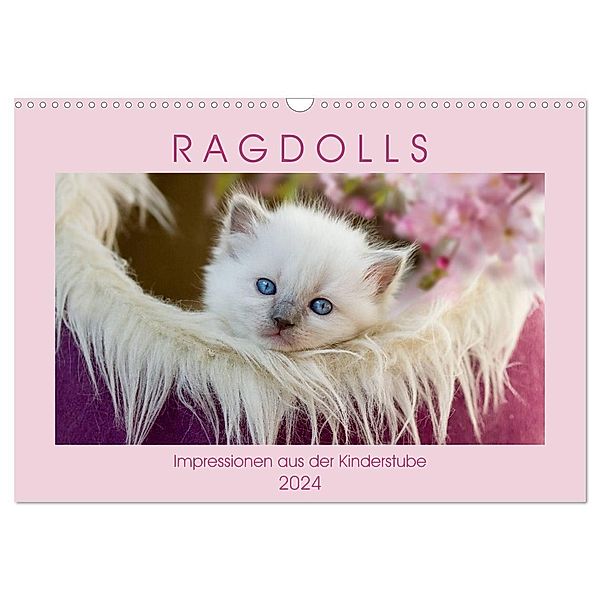 RAGDOLLS Impressionen aus der Kinderstube (Wandkalender 2024 DIN A3 quer), CALVENDO Monatskalender, Marion Reiss-Seibert