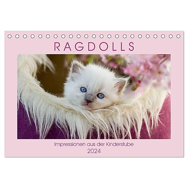 RAGDOLLS Impressionen aus der Kinderstube (Tischkalender 2024 DIN A5 quer), CALVENDO Monatskalender, Marion Reiss-Seibert