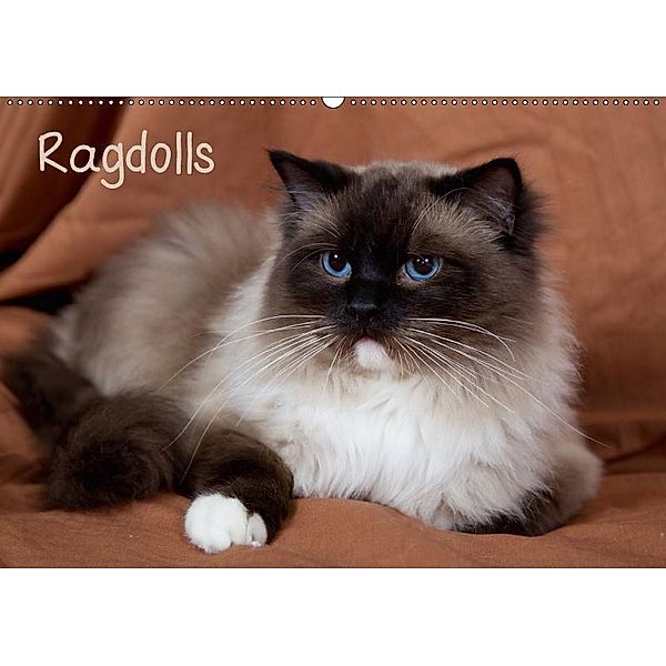 Ragdolls (Wandkalender 2017 DIN A2 quer), Verena Scholze