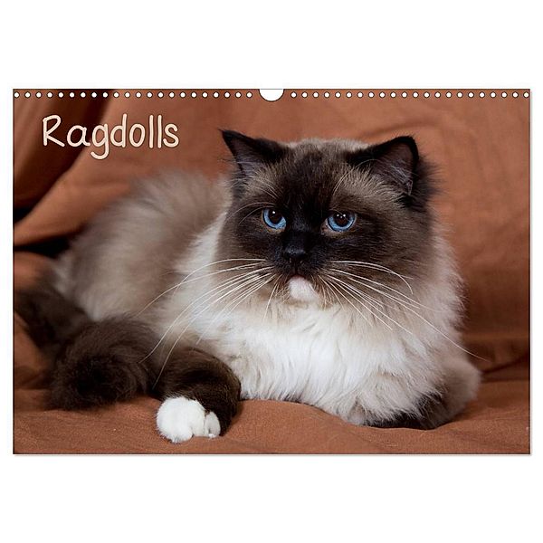 Ragdolls (Wandkalender 2024 DIN A3 quer), CALVENDO Monatskalender, Fotodesign Verena Scholze