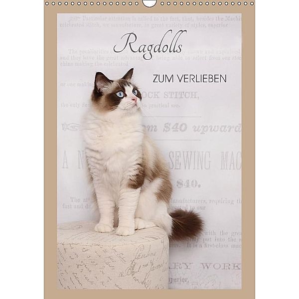 Ragdolls zum Verlieben (Wandkalender 2017 DIN A3 hoch), Marion Reiß-Seibert