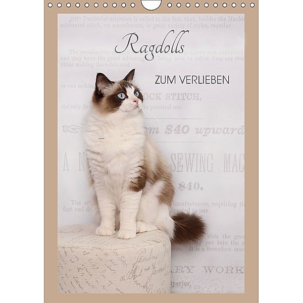 Ragdolls zum Verlieben (Wandkalender 2019 DIN A4 hoch), Marion Reiss-Seibert