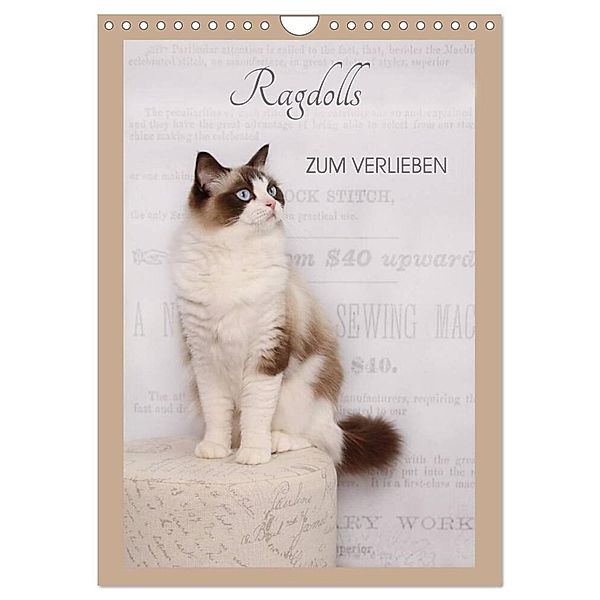 Ragdolls zum Verlieben (Wandkalender 2024 DIN A4 hoch), CALVENDO Monatskalender, Marion Reiß-Seibert