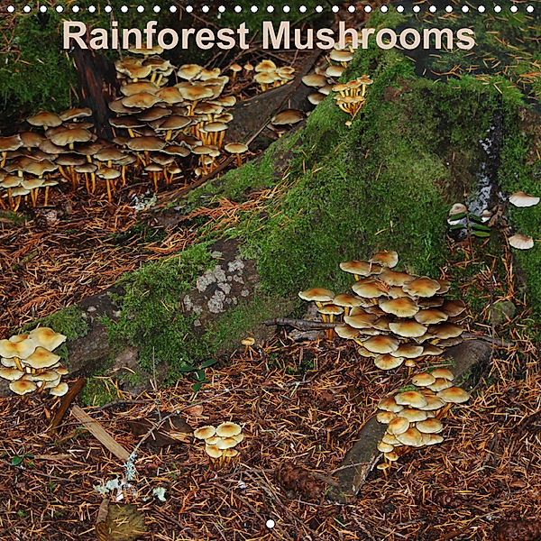 Rainforest Mushrooms (Wall Calendar 2019 300 × 300 mm Square), S. N. Little