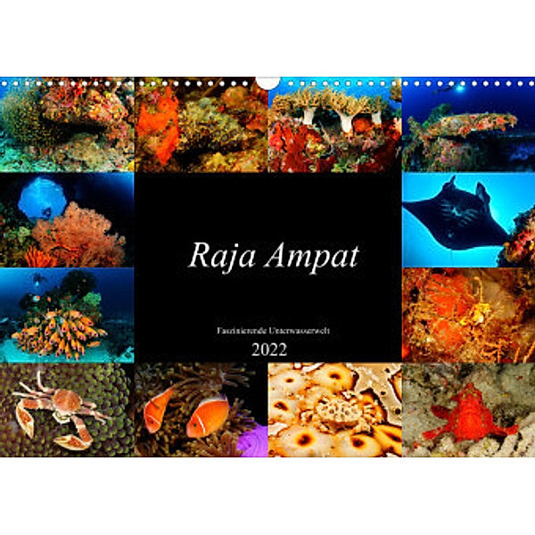 Raja Ampat - Faszinierende Unterwasserwelt (Wandkalender 2022 DIN A3 quer), Martin H. Kraus