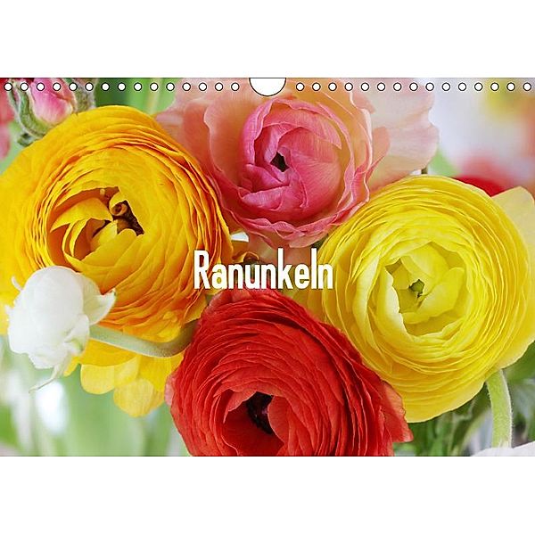 Ranunkeln (Wandkalender 2019 DIN A4 quer), Gisela Kruse