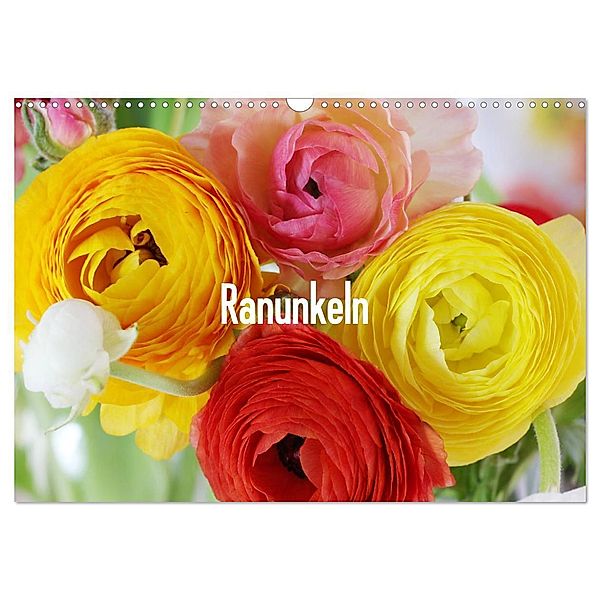 Ranunkeln (Wandkalender 2024 DIN A3 quer), CALVENDO Monatskalender, Gisela Kruse