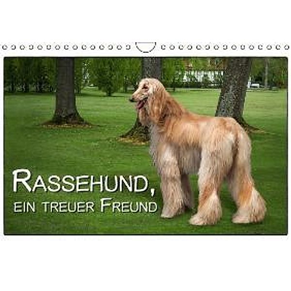 Rassehund, ein treuer FreundCH-Version (Wandkalender 2015 DIN A4 quer), Dieter Gödecke