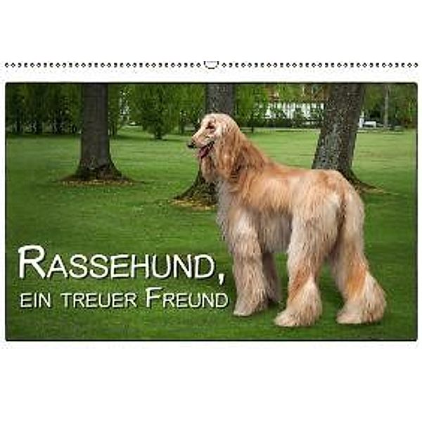 Rassehund, ein treuer FreundCH-Version (Wandkalender 2015 DIN A2 quer), Dieter Gödecke