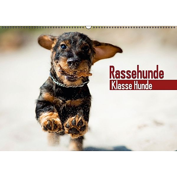Rassehunde: Klasse Hunde (Wandkalender 2014 DIN A2 quer), CALVENDO