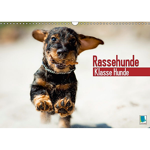 Rassehunde: Klasse Hunde (Wandkalender 2019 DIN A3 quer), CALVENDO