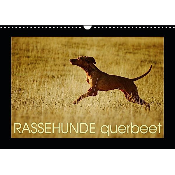 RASSEHUNDE querbeet (Wandkalender 2021 DIN A3 quer), Kathrin Köntopp