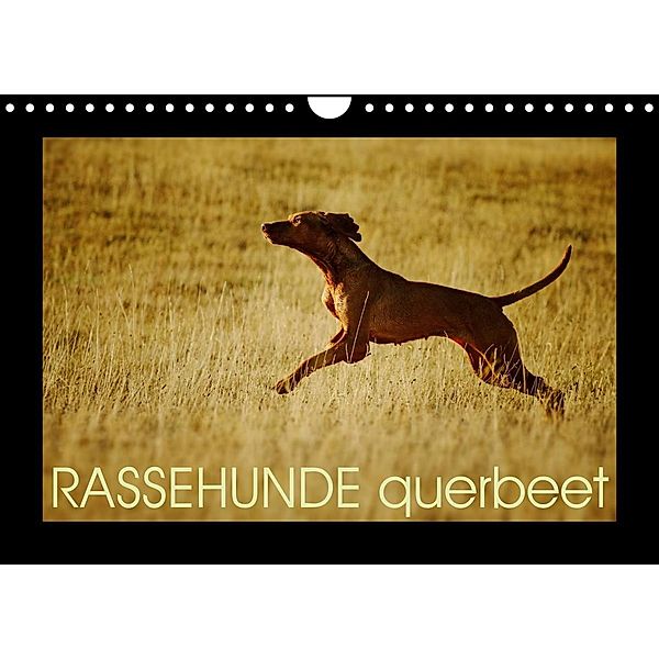 RASSEHUNDE querbeet (Wandkalender 2023 DIN A4 quer), Kathrin Köntopp