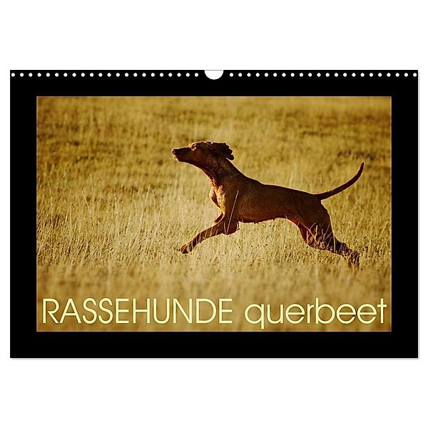 RASSEHUNDE querbeet (Wandkalender 2024 DIN A3 quer), CALVENDO Monatskalender, Kathrin Köntopp
