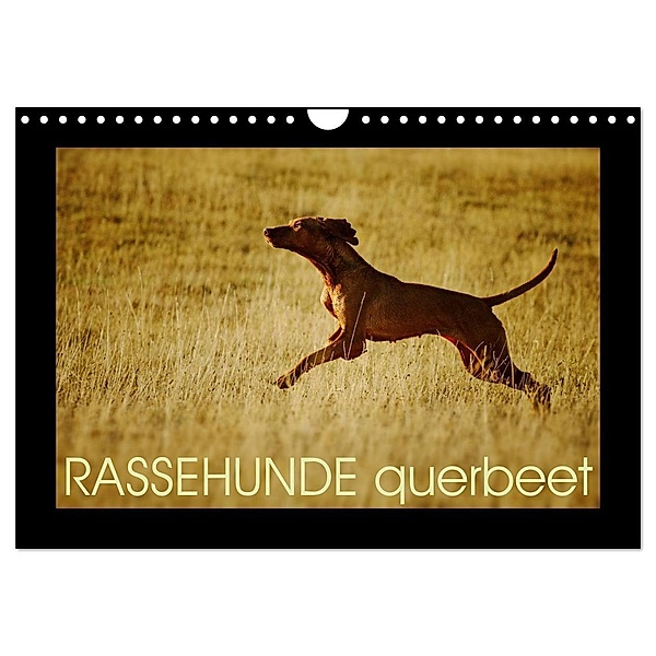 RASSEHUNDE querbeet (Wandkalender 2024 DIN A4 quer), CALVENDO Monatskalender, Kathrin Köntopp