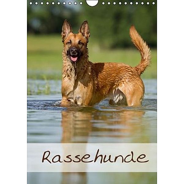 Rassehunde (Wandkalender 2015 DIN A4 hoch), Nicole Noack