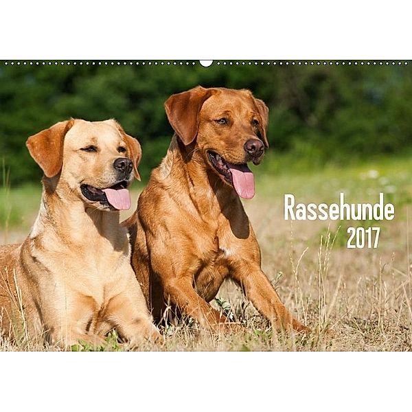Rassehunde (Wandkalender 2017 DIN A2 quer), Judith Dzierzawa