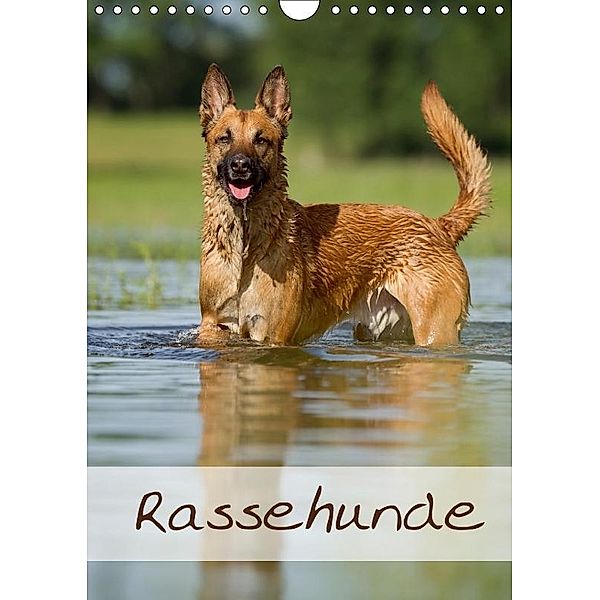 Rassehunde (Wandkalender 2017 DIN A4 hoch), Nicole Noack