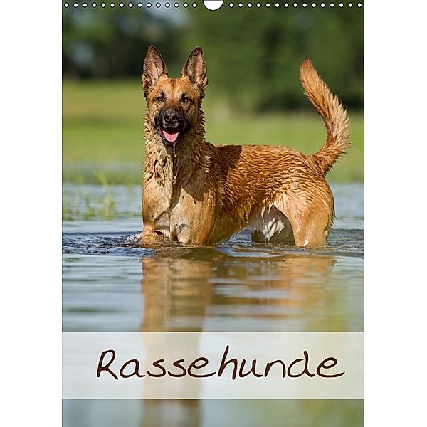 Rassehunde (Wandkalender 2018 DIN A3 hoch), Nicole Noack