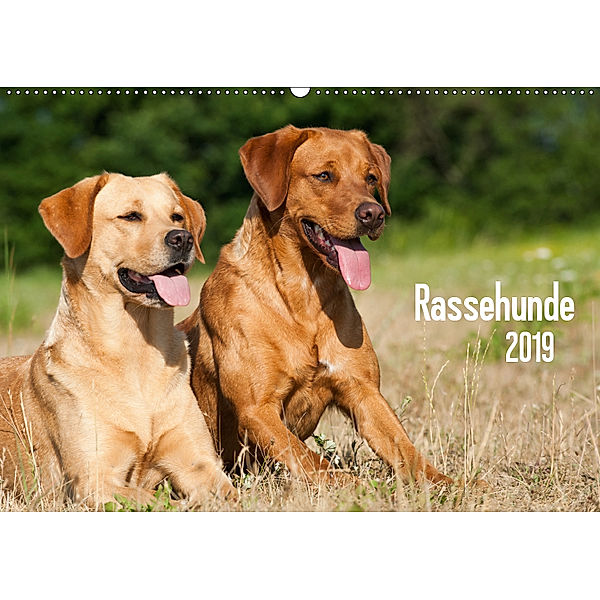 Rassehunde (Wandkalender 2019 DIN A2 quer), Judith Dzierzawa