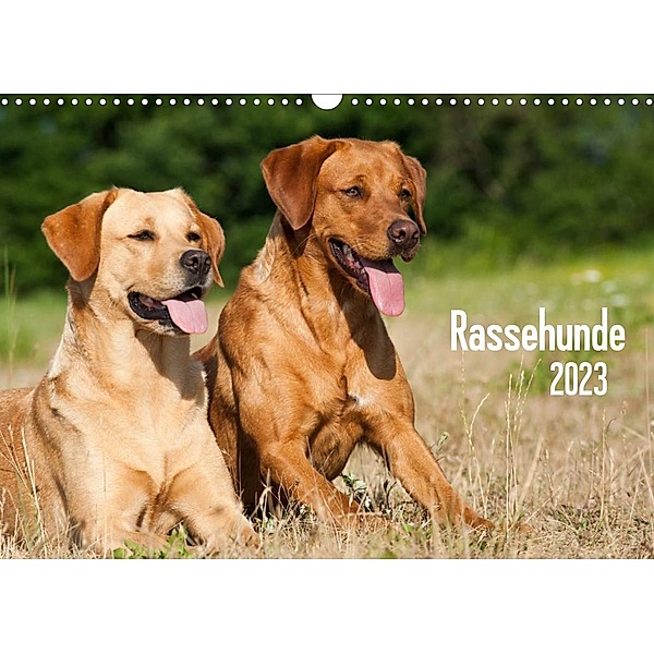 Rassehunde (Wandkalender 2023 DIN A3 quer), Judith dzierzawa