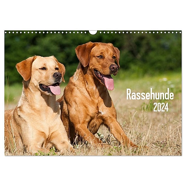 Rassehunde (Wandkalender 2024 DIN A3 quer), CALVENDO Monatskalender, Judith dzierzawa