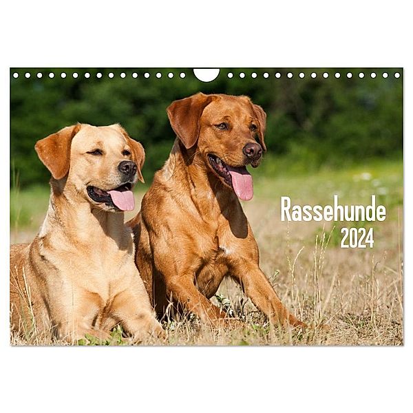 Rassehunde (Wandkalender 2024 DIN A4 quer), CALVENDO Monatskalender, Judith dzierzawa