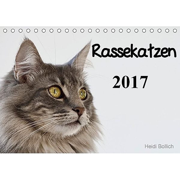 Rassekatzen 2017 (Tischkalender 2017 DIN A5 quer), Heidi Bollich