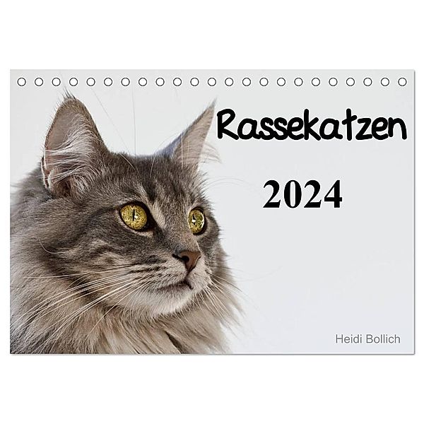 Rassekatzen 2024 (Tischkalender 2024 DIN A5 quer), CALVENDO Monatskalender, Heidi Bollich
