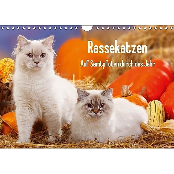 Rassekatzen - Auf Samtpfoten durch das Jahr (Wandkalender 2017 DIN A4 quer), Petra Wegner